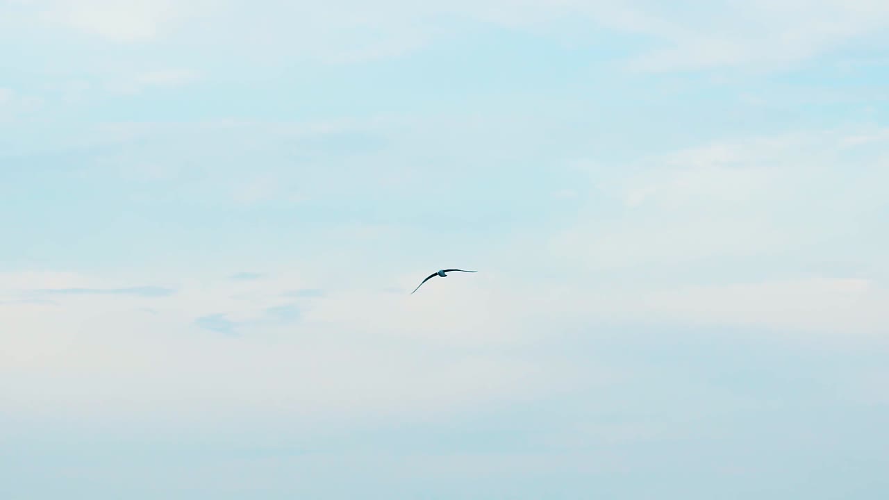 Seagulls flying in blue sky. Group of birds flying on clear sky
