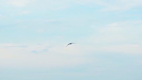 seagulls flying in blue sky. group of birds flying on clear sky