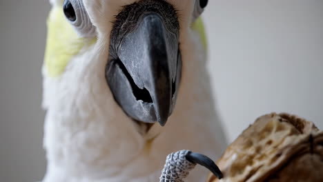 close-up of a cockatoo