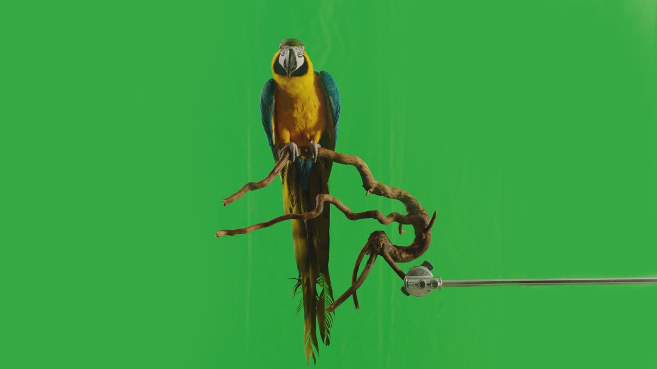 papagaio macaw azul y amarillo ( ara ararauna ) sentado o de pie en una rama en el fondo de la pantalla verde. filmado en la cámara de cine arri alexa en cámara lenta.