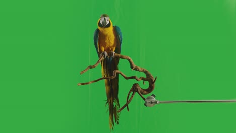 blue and yellow parrot macaw ( ara ararauna ) sitting or standing on branch on green screen background . shot on arri alexa cinema camera in slow motion .