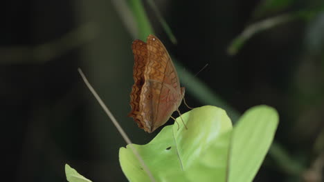 Vindula-Dejone-O-Mariposa-Crucero-Malaya-Batiendo-Alas-Encaramadas-En-Hojas-Tropicales-En-La-Selva-De-Bali---Cámara-Lenta,-Primer-Plano