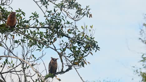 The-mother-Owl-below-looks-around-while-the-fledgling-above-looks-around-as-well,-Buffy-Fish-Owl-Ketupa-ketupu,-Khao-Yai-National-Park,-Thailand