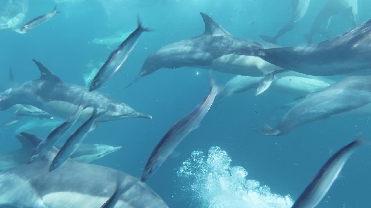 bola de cebo de sardina corriendo desde el grupo de delfines comunes cerca de la superficie del océano