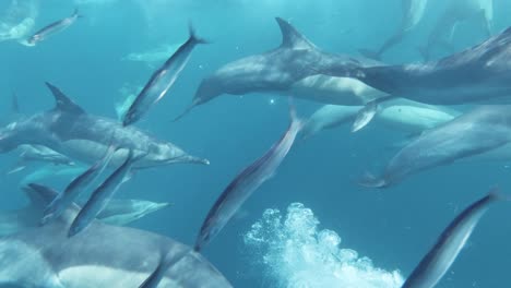 sardine bait ball running from common dolphins pod near ocean surface