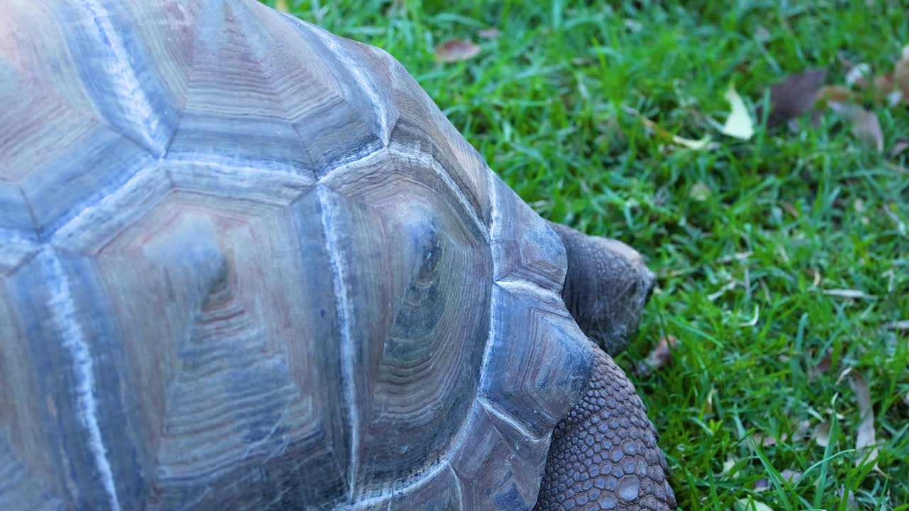 черепаха медленно движется по траве в зоопарке