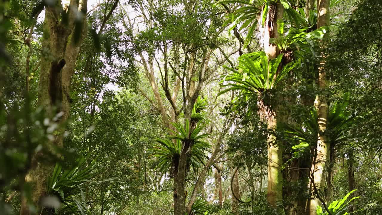 Bird’s nest ferns thrive on tree trunks in a dense, sunlit Australian rainforest. Gentle camera movement reveals vibrant greenery and natural forest textures