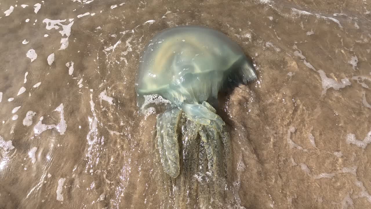 큰 수달 아우 ⁇ 리아 아우리타 (aurelia aurita) 는 모로코 다클라의 모래 해변에 파도에 의해 물에 던져졌습니다.