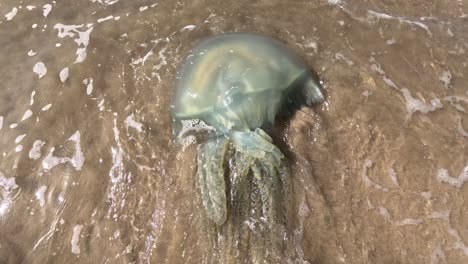 a big jellyfish aurelia aurita , was thrown by the waves water on a sandy beach, in dakhla, morocco
