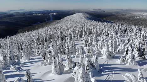 flyin-over-frozen-trree's-during-the-mountain-sunny-day-on-the-top-of-the-hill