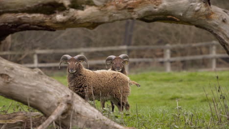 Castlemilk-Moorit-Schaf-Beschließt,-Vor-Der-Kamera-Seinen-Stuhlgang-Zu-Machen