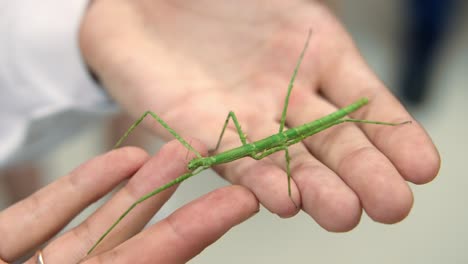 exótico animal de compañía insecto palo camina en las palmas de la mano de un hombre, primer plano. cámara lenta