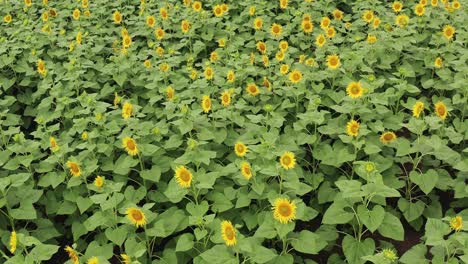 Drone-Moviéndose-Sobre-El-Campo-De-Girasol-En-Plena-Floración-Mientras-Las-Mariposas-Polinizan-Las-Flores