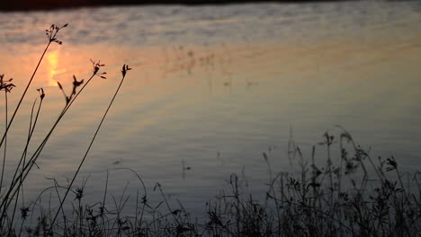 Cinematic-nature-scenery-of-the-gentle-water-current-in-a-lake-while-the-sun-is-going-down-to-show-concept-of-peace-of-mind,-healing-in-nature,-mindfulness-and-positivity