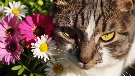 cat surrounded by flowers