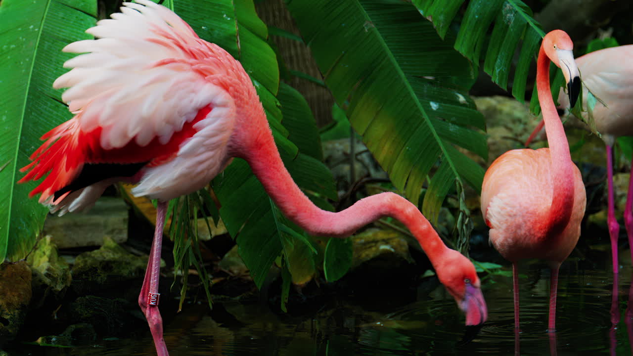 Close up of beautiful, pink flamingo standing in water at a zoo
