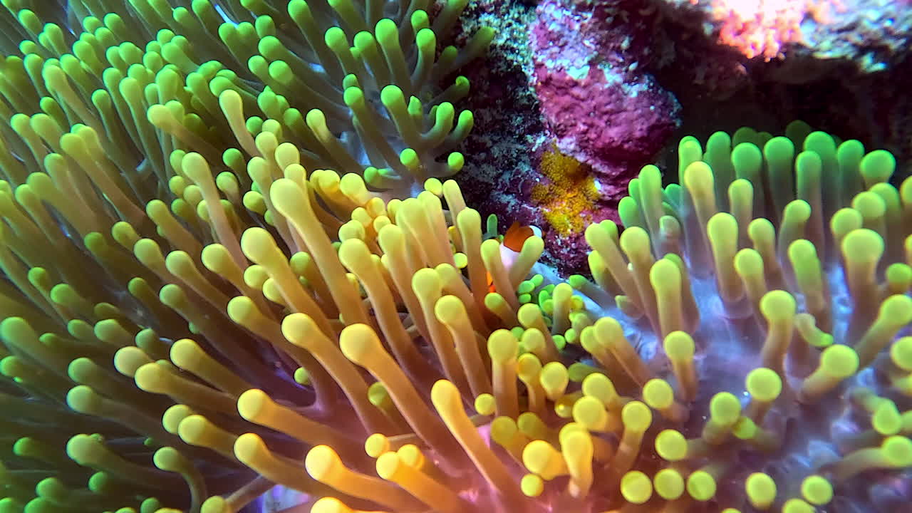 Anemonefish use an anemone for protection.