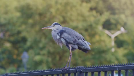 a heron bird animal flies away