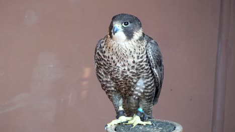 peregrine falcon (falco peregrinus) close up zoom out perched on a stick. falconry or keeping falcons and racing them in the middle east.