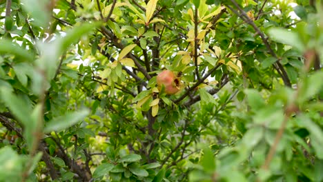 Single pomegranate fruit hanging in tree in Spain