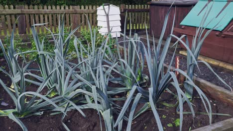 Gemüsegarten-Mit-Frischem-Lauch-Aus-Eigenem-Anbau