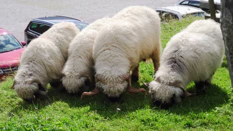 Super-cute-Valais-Blacknose-sheep-munching-grass-in-a-line-in-Sportgastein,-Austria