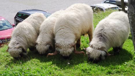 super lindas ovejas de nariz negra de valais comiendo hierba en una línea en sportgastein, austria