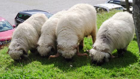 super cute valais blacknose sheep munching grass in a line in sportgastein, austria