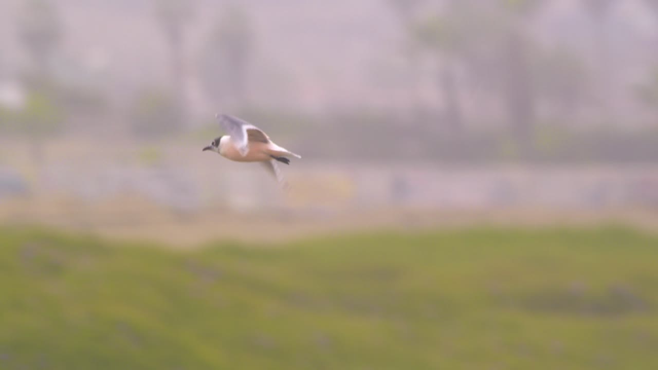Franklin's gull flying in slow motion over gull-filled wetland, Pantanos de Villa, Peru