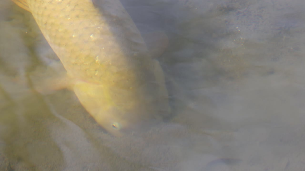 спокойный вид рыбы кой, плавающей под водой.