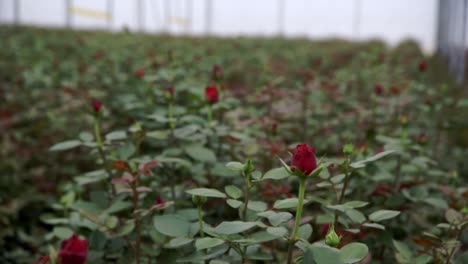 Primer-Plano-Rosa-En-Foco-Profundo-Dentro-De-Un-Invernadero