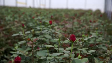 close up rose in deep focus inside a greenhouse
