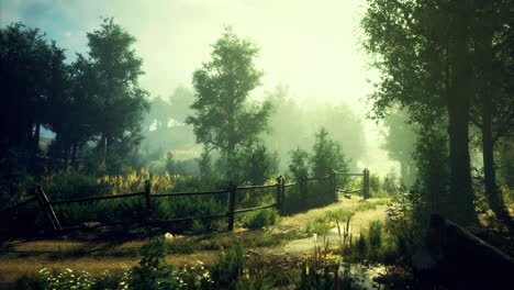 serene forest pathway with morning light in tranquil natural setting