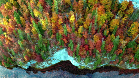 above view of conifer trees with autumnal foliage in lake toplitz, austria