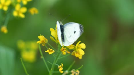 Close-up-shot-captures-a-Cabbage-white-butterfly-pollinating-vibrant-yellow-rapeseed-flowers,-scenic-views-of-the-beautiful-countryside