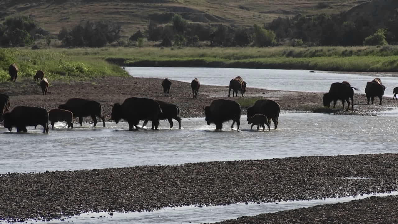 búfalo cruza un río en el parque nacional de yellowstone