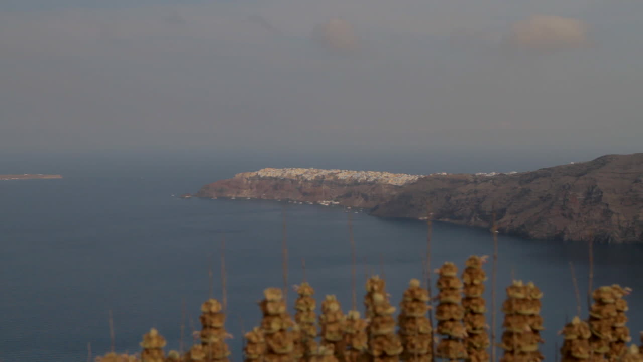 el pueblo de oia en santorini visto desde lejos con una planta de orégano silvestre en primer plano
