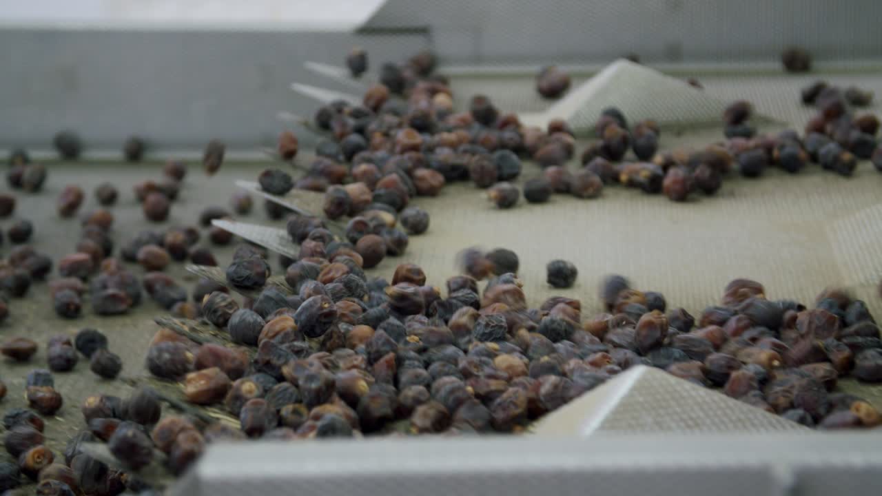 Dried Dates Fruit Being Sorted On Automated Vibrating Machine - close up