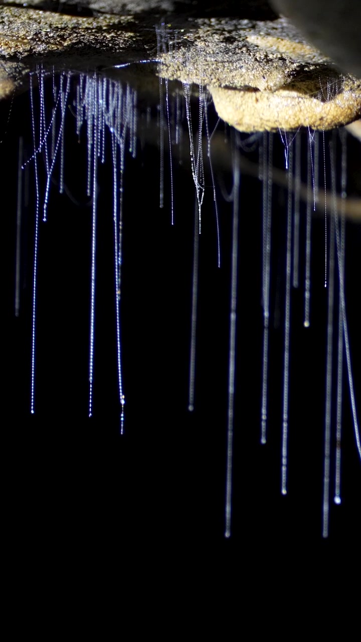 Vertical format macro footage of bioluminescent glowworm larvae and their glowing sticky silk threads in Waitomo Cave, New Zealand