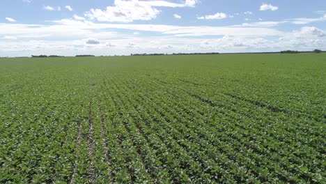 Vista-Aérea-De-La-Cosecha-De-Maíz-En-El-Campo-De-Siembra,-Argentina