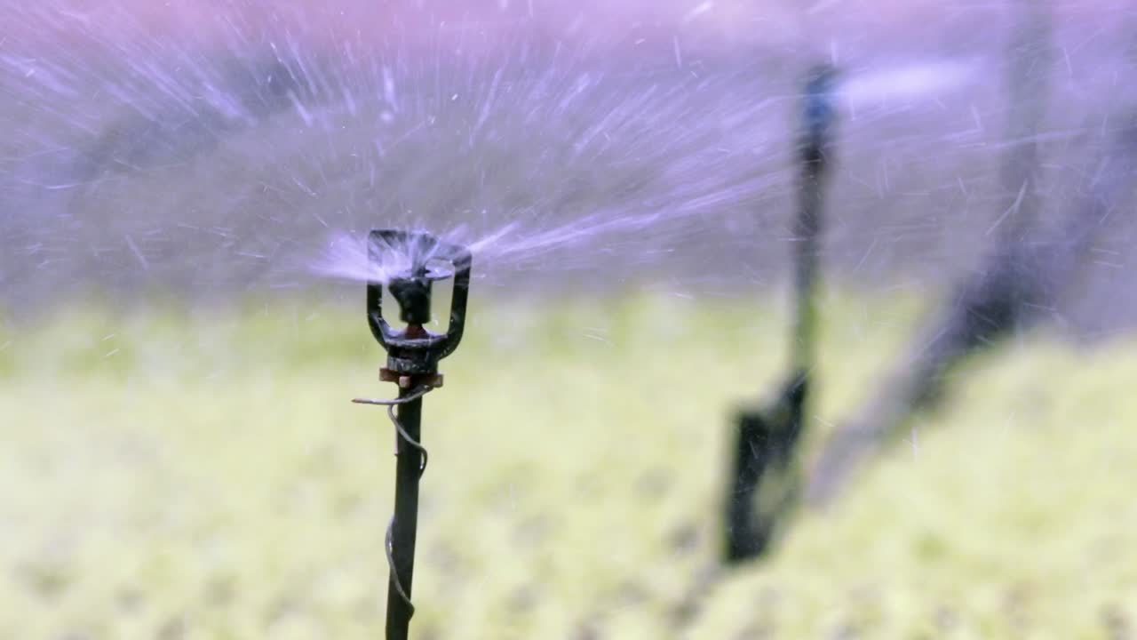 Sprinklers rotate, ensuring water distributed uniformly across plants