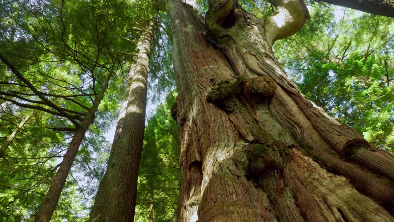 Old growth cedar trees in Pacific rain forest