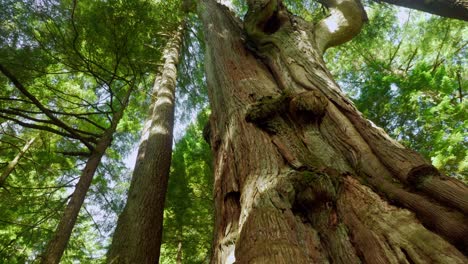 viejos árboles de cedro en el bosque tropical del pacífico