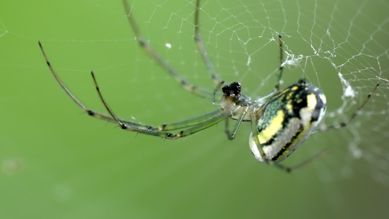 Orchard Spider and Prey: Macro Capture on Intricate Web