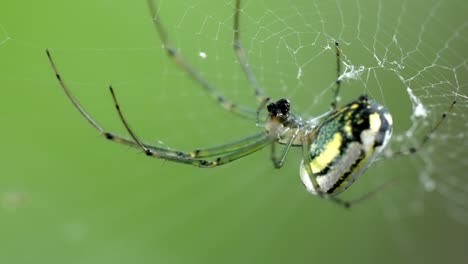 orchard spider and prey: macro capture on intricate web