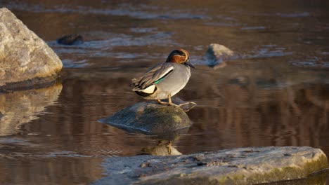 Eurasisches-Grüngeflügeltes-Teal-Preen-gefieder-An-Einem-Strom-Bei-Yangjae,-Seoul,-Südkorea