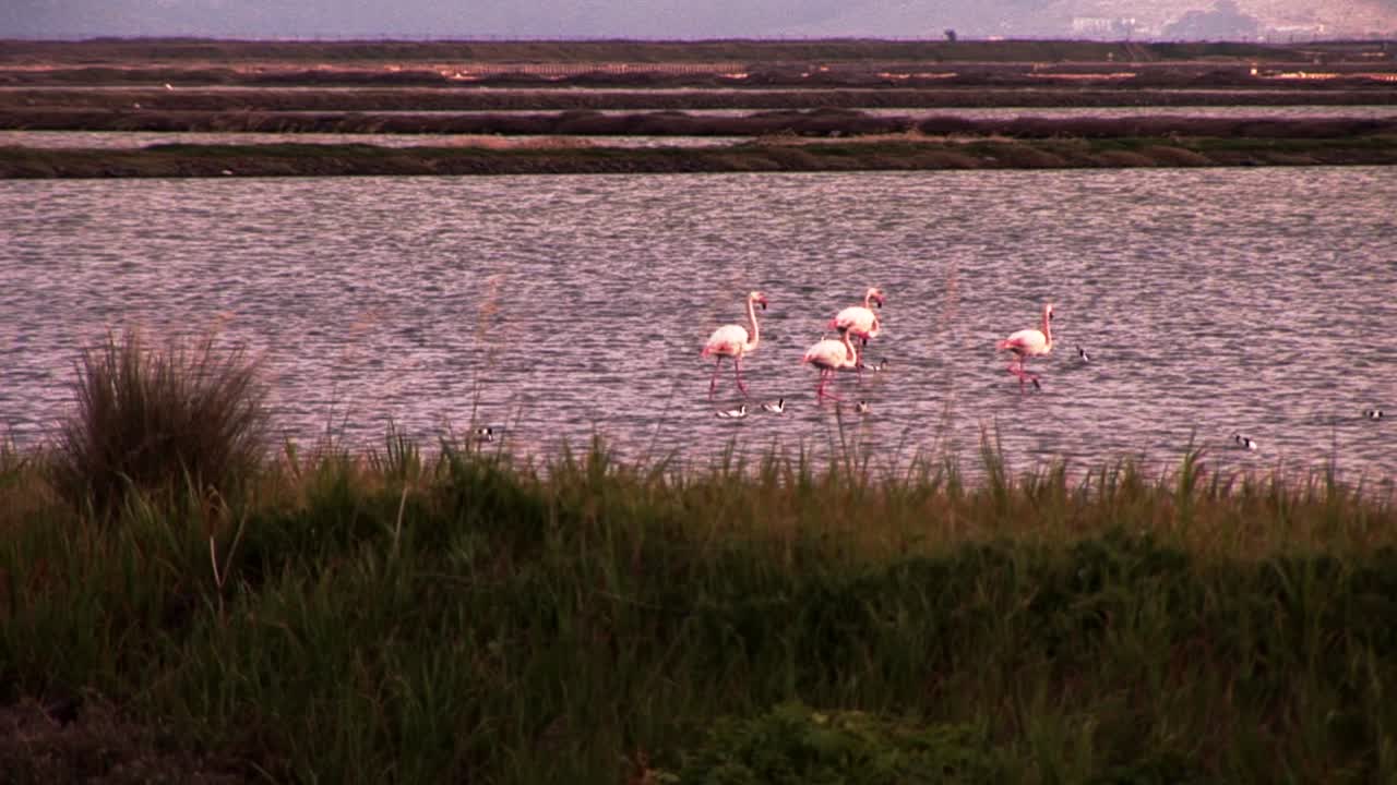 그리스 의 다른 새 들 과 함께 호수 표면 에서 고 있는 플라밍고 한 무리