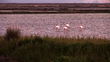 un grupo de flamencos caminando por la superficie de un lago entre otras aves en grecia