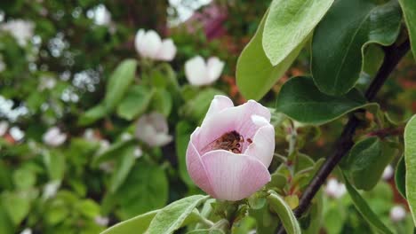 a bee is gathering pollen