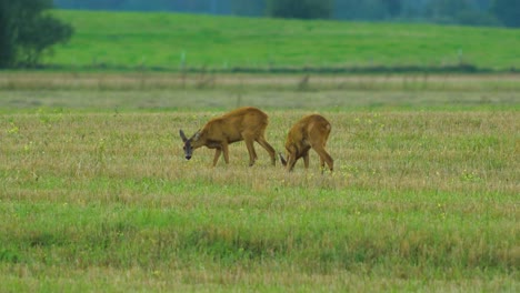 two young european roe deer walking and eating on a field in the evening, medium shot from a distance